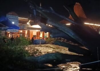 Diterjang Angin Kencang, Pohon Beringin Tumbang Timpa Tenda Acara Adat