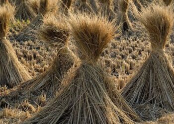 Jerami Bisa Jadi BBM Alternatif, Tapi Biaya Produksinya Masih Tinggi