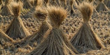 Jerami Bisa Jadi BBM Alternatif, Tapi Biaya Produksinya Masih Tinggi