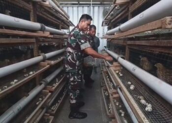 Sudah Berjalan Satu Tahun, Kodim 0615 Kuningan Siap Pasok Telur Puyuh ke SPPG