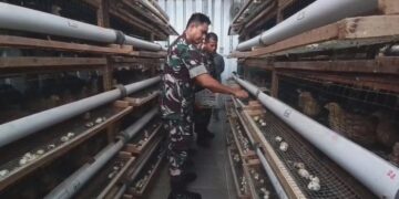 Sudah Berjalan Satu Tahun, Kodim 0615 Kuningan Siap Pasok Telur Puyuh ke SPPG