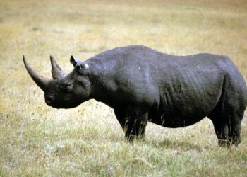 Singapura Pecahkan Rekor Sita Cula Badak Senilai Lebih dari Rp13 Miliar