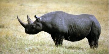 Singapura Pecahkan Rekor Sita Cula Badak Senilai Lebih dari Rp13 Miliar