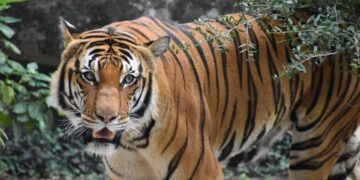 Heboh! Pekerjaan Ngasih Makan Harimau Ini Tawarkan Gaji Rp100 Juta