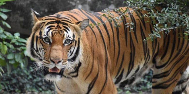 Heboh! Pekerjaan Ngasih Makan Harimau Ini Tawarkan Gaji Rp100 Juta