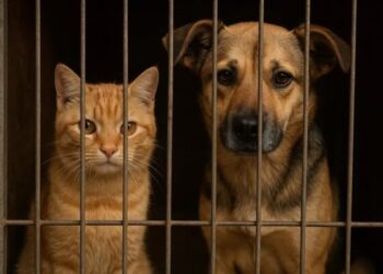Pemprov Jakarta Resmi Hentikan Peredaran dan Konsumsi Daging Anjing-Kucing