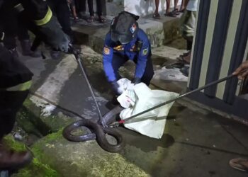 King kobra 4,5 meter menyelinap ke saluran pembuangan air, evakuasi dramatis