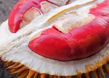 Pertama di Indonesia! Durian Merah Banyuwangi Resmi Ditetapkan Sebagai Indikasi Geografis