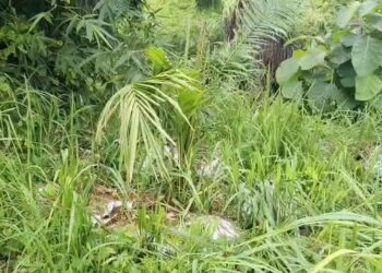 Pemerintah Desa Tunggu Janji Pihak Pengelola Sawit Cabut Pohon Sawit yang Ditanam 2,5 Hektar