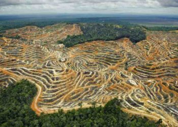 Studi Ungkap Deforestasi Bikin Nyamuk Makin Agresif Menghisap Darah Manusia