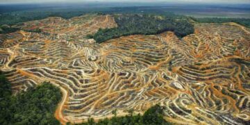 Studi Ungkap Deforestasi Bikin Nyamuk Makin Agresif Menghisap Darah Manusia