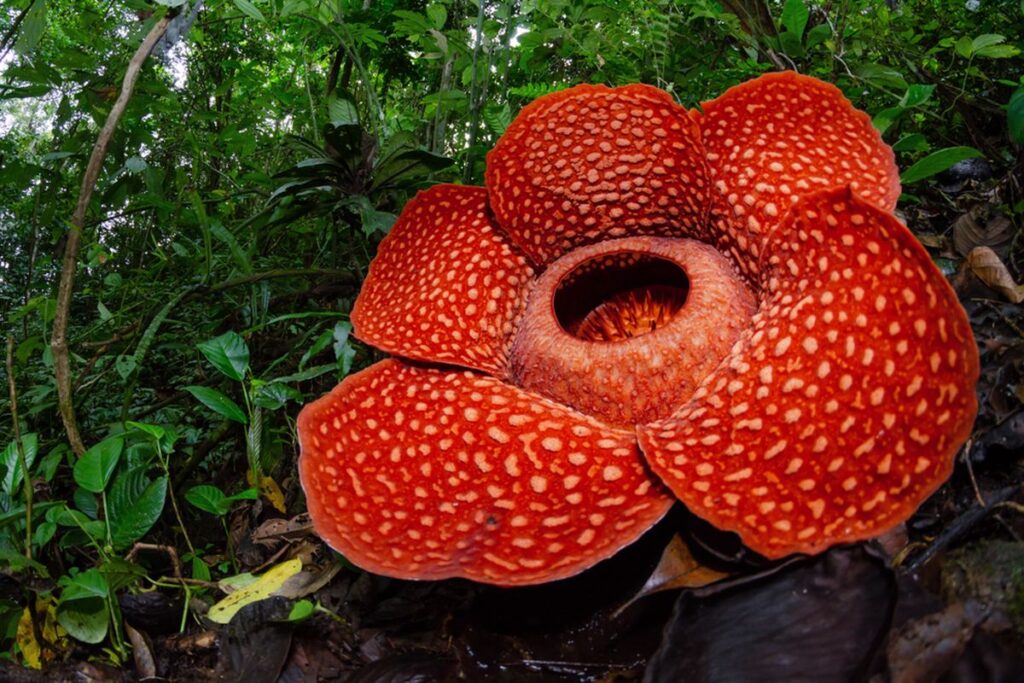 Bunga Rafflesia arnoldi salah satu Puspa Langka Indonesia. Bunga Rafflesia tidak sama atau berbeda dengan bunga bangkai yang tumbuh di Indonesia. Rafflesia arnoldi R.Br adalah spesies bunga parasit endemik Sumatera dan hutan Kalimantan.(Shutterstock/Bpk Maizal)