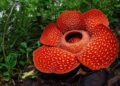 Bunga Rafflesia arnoldi salah satu Puspa Langka Indonesia. Bunga Rafflesia tidak sama atau berbeda dengan bunga bangkai yang tumbuh di Indonesia. Rafflesia arnoldi R.Br adalah spesies bunga parasit endemik Sumatera dan hutan Kalimantan.(Shutterstock/Bpk Maizal)