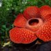 Bunga Rafflesia arnoldi salah satu Puspa Langka Indonesia. Bunga Rafflesia tidak sama atau berbeda dengan bunga bangkai yang tumbuh di Indonesia. Rafflesia arnoldi R.Br adalah spesies bunga parasit endemik Sumatera dan hutan Kalimantan.(Shutterstock/Bpk Maizal)