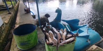 Fenomena kematian massal ikan dewa atau ikan kancra putih di wisata Balong Girang Cigugur, Kabupaten Kuningan