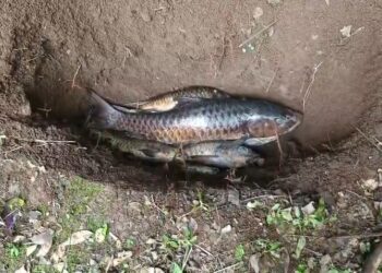 Puluhan ikan di Kuningan mati mendadak akibat cuaca buruk