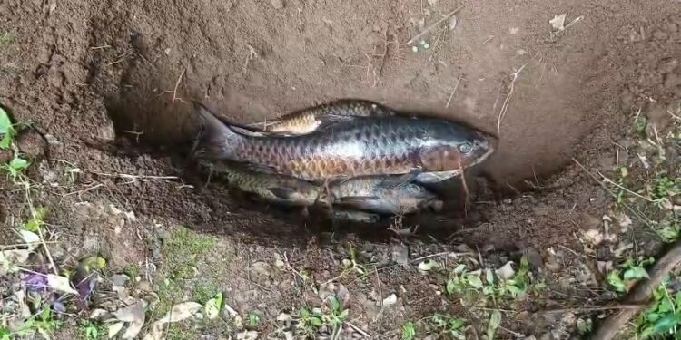 Puluhan ikan di Kuningan mati mendadak akibat cuaca buruk
