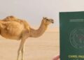 Pemerintah Arab Saudi berencana menerbitkan paspor khusus untuk jutaan unta di kerajaan tersebut