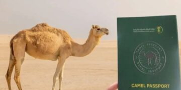 Pemerintah Arab Saudi berencana menerbitkan paspor khusus untuk jutaan unta di kerajaan tersebut