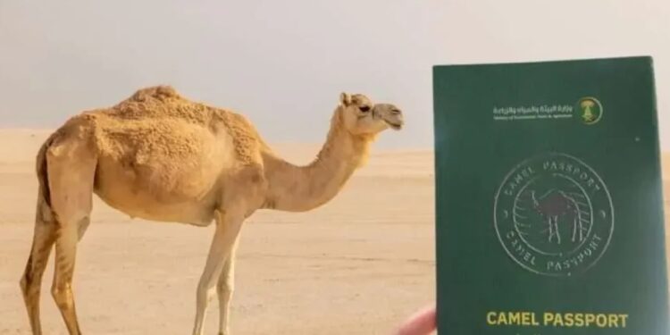 Pemerintah Arab Saudi berencana menerbitkan paspor khusus untuk jutaan unta di kerajaan tersebut