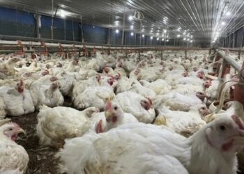 Ilustrasi peternakan ayam. (Foto: Dok. Kementan via kumparan)