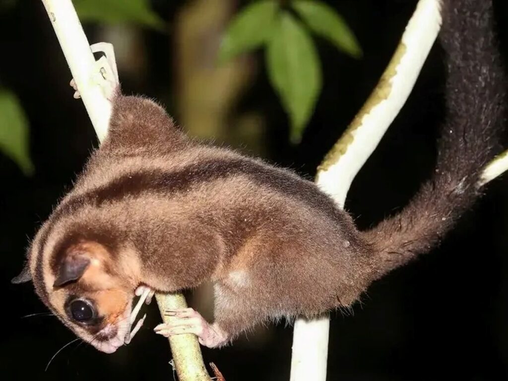 Para peneliti telah mengkonfirmasi bahwa possum jari panjang kerdil (Dactylonax kambuayai) masih hidup di Papua.