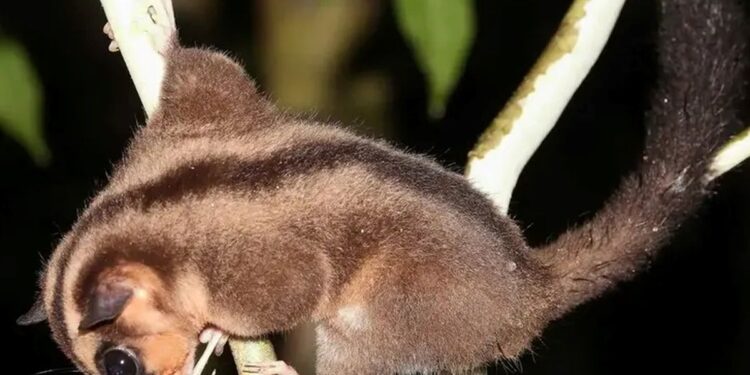 Para peneliti telah mengkonfirmasi bahwa possum jari panjang kerdil (Dactylonax kambuayai) masih hidup di Papua.