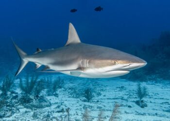 Peneliti menemukan kandungan kokain hingga kafein pada hiu di Bahama. Simak dampaknya bagi hewan tersebut dan masyarakat setempat