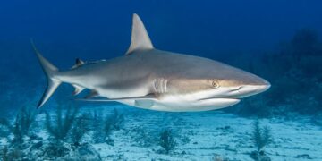 Peneliti menemukan kandungan kokain hingga kafein pada hiu di Bahama. Simak dampaknya bagi hewan tersebut dan masyarakat setempat