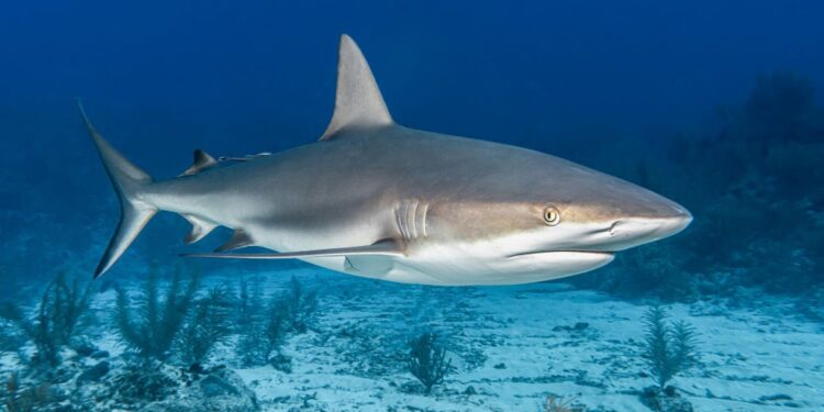 Peneliti menemukan kandungan kokain hingga kafein pada hiu di Bahama. Simak dampaknya bagi hewan tersebut dan masyarakat setempat