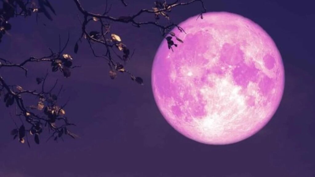Pink Moon
