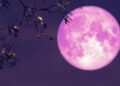 Pink Moon