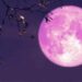 Pink Moon