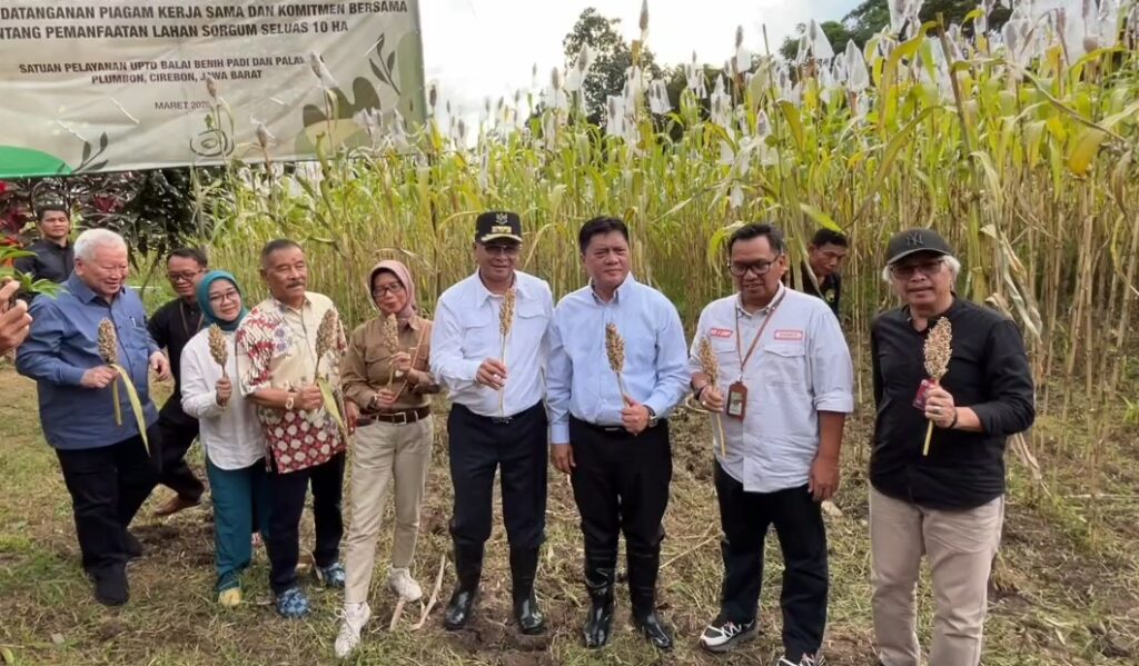 Panen sorgum, Pemprov Jabar serius ketahanan pangan hingga bahan bakar alternatif
