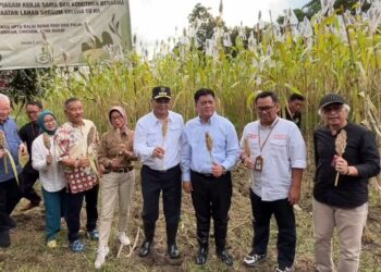 Panen sorgum, Pemprov Jabar serius ketahanan pangan hingga bahan bakar alternatif