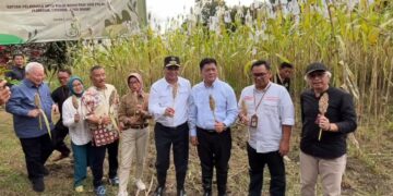 Panen sorgum, Pemprov Jabar serius ketahanan pangan hingga bahan bakar alternatif