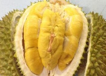 Foto: Getty Images/iStockphoto/ThamKC