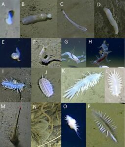 Makhluk aneh yang ditemukan selama ekspedisi yang dilakukan di lepas pantai laut Jepang. Foto: Biodiversity Data Journal