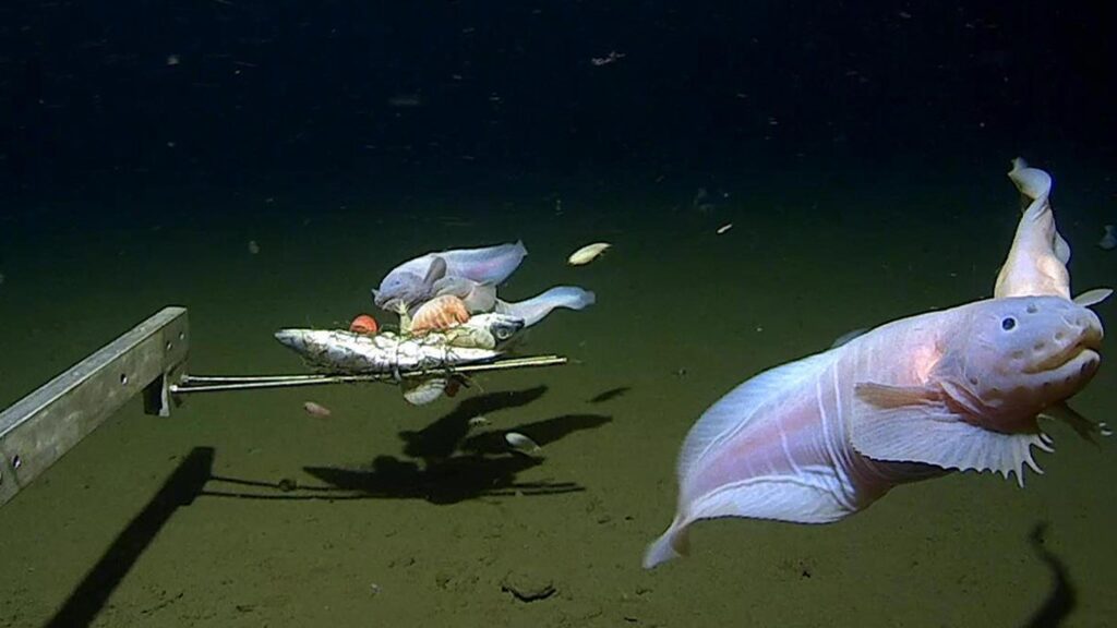 Foto ikan laut dalam Jepang. Dok: The University of Western Australia