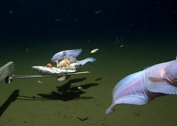 Foto ikan laut dalam Jepang. Dok: The University of Western Australia