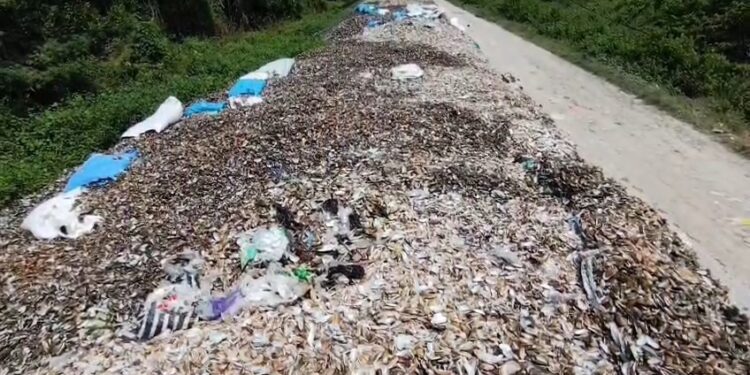 Tumpukan limbah kerang hijau menggunung di tanggul sungai (Foto : Darfan)