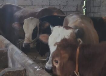 Sapi kurban di peternakan mandiri Desa Matangaji laris, dengan kondisi terjamin sehat dan rutin diperiksa (Foto : Darfan)