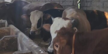 Sapi kurban di peternakan mandiri Desa Matangaji laris, dengan kondisi terjamin sehat dan rutin diperiksa (Foto : Darfan)