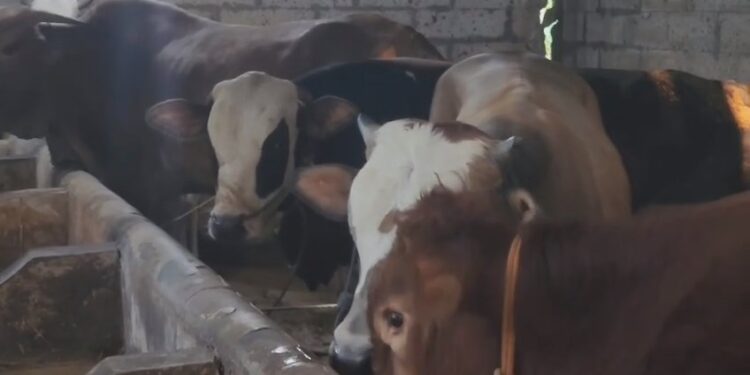Sapi kurban di peternakan mandiri Desa Matangaji laris, dengan kondisi terjamin sehat dan rutin diperiksa (Foto : Darfan)