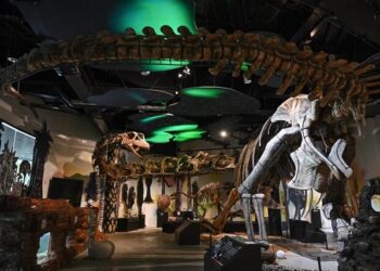 Model kerangka Nagatitan chaiyaphumensis, dinosaurus terbesar di Thailand, difoto di Museum Thainosaur di Bangkok, Thailand, Jumat (15/5/2026). Foto: Lillian SUWANRUMPHA / AFP