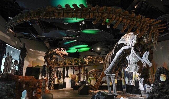 Model kerangka Nagatitan chaiyaphumensis, dinosaurus terbesar di Thailand, difoto di Museum Thainosaur di Bangkok, Thailand, Jumat (15/5/2026). Foto: Lillian SUWANRUMPHA / AFP