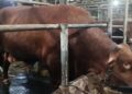 Jelang Hari Raya Iduladha, Presiden Prabowo Subianto membeli sapi limosin berbobot 1,8 ton milik peternak di Kabupaten Kuningan, Jawa Barat, untuk kurban Iduladha mendatang. (Foto : Darfan)