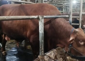 Jelang Hari Raya Iduladha, Presiden Prabowo Subianto membeli sapi limosin berbobot 1,8 ton milik peternak di Kabupaten Kuningan, Jawa Barat, untuk kurban Iduladha mendatang. (Foto : Darfan)