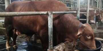 Jelang Hari Raya Iduladha, Presiden Prabowo Subianto membeli sapi limosin berbobot 1,8 ton milik peternak di Kabupaten Kuningan, Jawa Barat, untuk kurban Iduladha mendatang. (Foto : Darfan)
