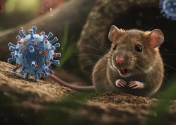 Ilustrasi - Hantavirus pulmonary syndrome atau virus hanta. Foto: Adobe Stock